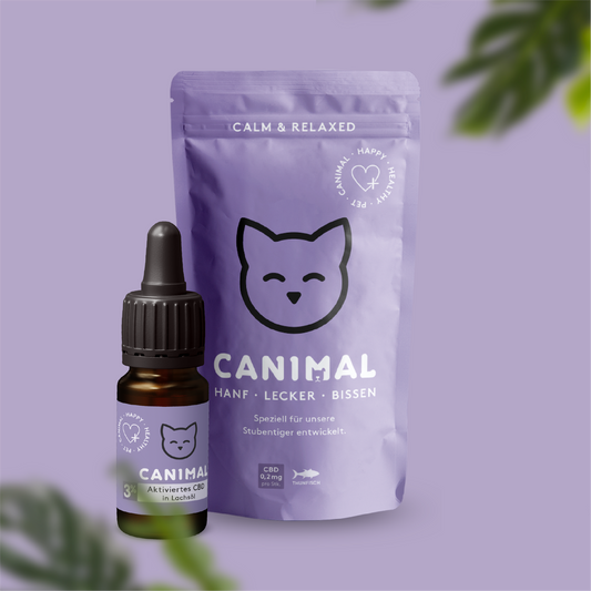 CBD-Tropfen mit Leckerlis Katze